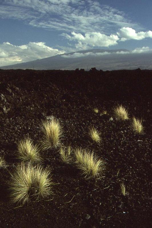 WT 0033 T04-35 Hawaii.jpg